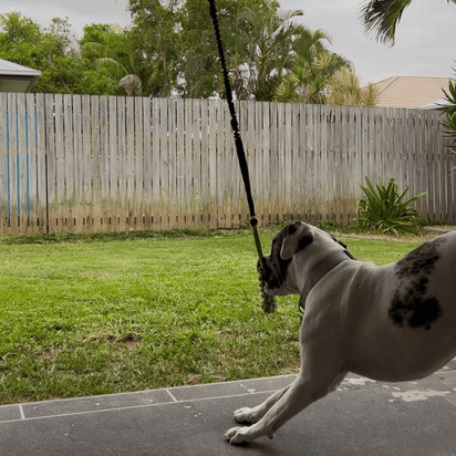 MancsVilág Interaktív Kutyajáték