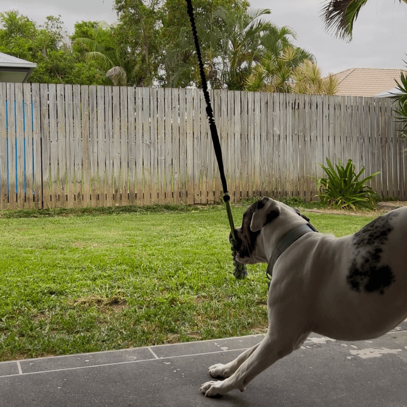 MancsVilág Interaktív Kutyajáték