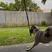 MancsVilág Interaktív Kutyajáték