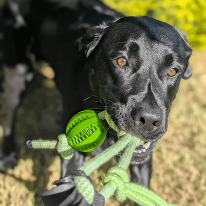 MancsVilág Interaktív Kutyajáték